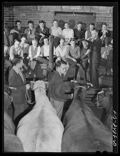 Professor A.F. LaGrange with his sophmore class in animal husbandry. They are examining some purebreed shorthorns in their study of breeds of cattle. Out of his class of thirty-two, only six do not live on farms. About half the class come from outside the state of Iowa. Some of the states represente