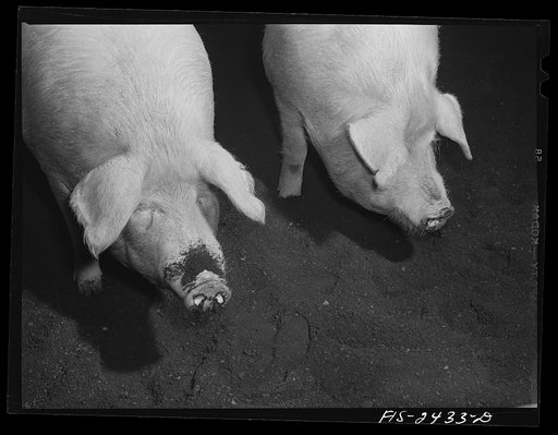 Hogs in judging pavillion at a class in animal husbandry. Iowa State College. Ames, Iowa