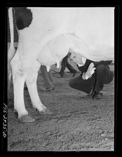 Fifteen-year-old James Sebrun, high school student from Manning, Iowa during cattle judging at the Iowa High School Agricultural Congress at Iowa State College. Ames, Iowa