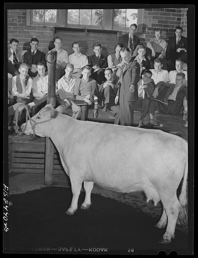 Professor A.F. LaGrange with his sophmore class in animal husbandry. They are examining some purebreed shorthorns in their study of breeds of cattle. Out of his class of thirty-two, only six do not live on farms. About half the class come from outside the state of Iowa. Some of the states represente