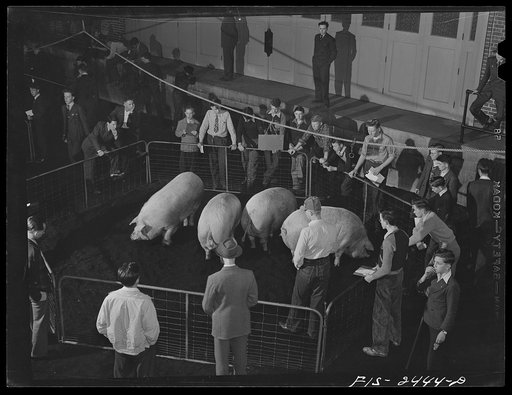 High school students judging hogs at the Iowa High School Agricultural Congress at Iowa State College. Ames, Iowa