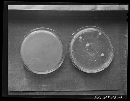 Untitled photo, possibly related to: Samples of bacteria colonies in milk. Sample on right was made before pasteurization and that on the left after pasteurization. Samples were used in bacteriology class of the Dairy Industry Department to show that not all bacterial colonies are destroyed in paste