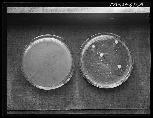 Samples of bacteria colonies in milk. Sample on right was made before pasteurization and that on the left after pasteurization. Samples were used in bacteriology class of the Dairy Industry Department to show that not all bacterial colonies are destroyed in pasteurization. Iowa State Collge, Ames, I