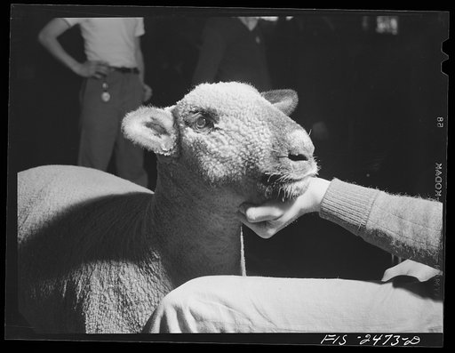 Ames, Iowa. Sheep in judging pavilion during High School Agricultural Congress at Iowa State College