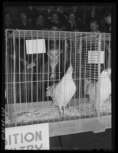 Harold Kaldenberg, a high school sophomore, looking at an exhibit of poultry at the Iowa High School Agricultural Congress. Harold is from Indianola, Iowa. Iowa State College. Ames, Iowa