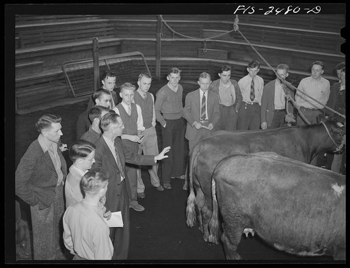 Professor A.F. LaGrange with his sophomore class in animal husbandry. They are examing some purebreed shorthorns in their study of breeds of cattle. Out of his class of thirty-two, only six do not live on farms. About half the class come from outside the state of Iowa. Some of the states represented