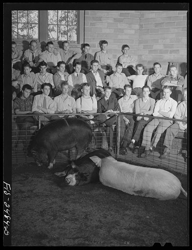 A freshman class in animal husbandry at Iowa State College. Ames, Iowa