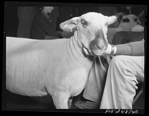 Sheep in judging pavilion during High School Agricultural Congress at Iowa State College. Ames, Iowa