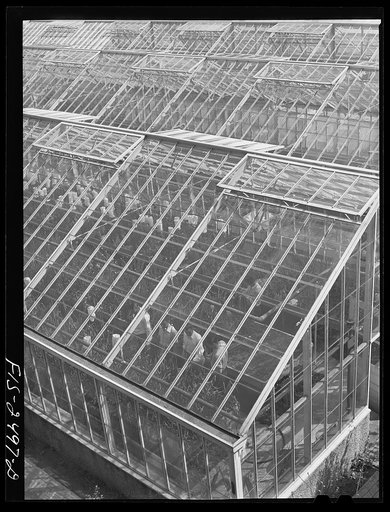Horticulture students in a greenhouse at Iowa State College. Ames, Iowa