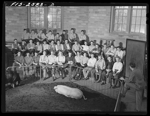 Iowa State College. Ames, Iowa. Animal husbandry class