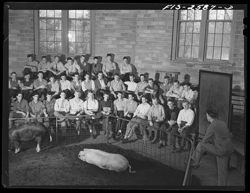 Untitled photo, possibly related to: Iowa State College. Ames, Iowa. Animal husbandry class