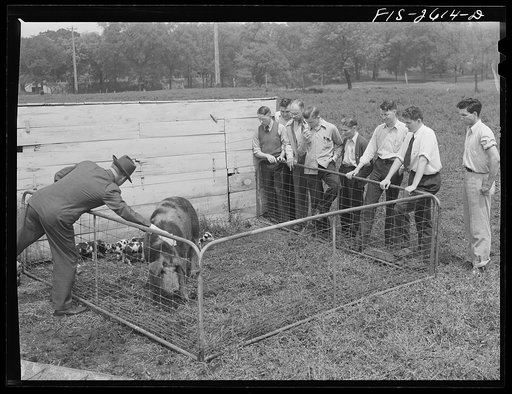 A class in animal husbandry discussing a brood of Spotted Poland China pigs, at one of the animal husbandry farms at Iowa State College. Ames, Iowa