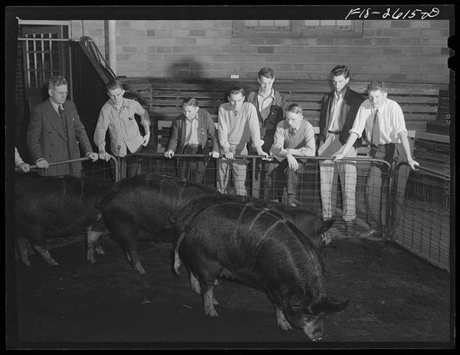 Professor Anderson with a class in animal husbandry at the swine pavilion at Iowa State College. Ames, Iowa
