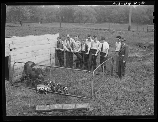 A class in animal husbandry discussing a brood of Spotted Poland China pigs, at one of the animal husbandry farms at Iowa State College. Ames, Iowa