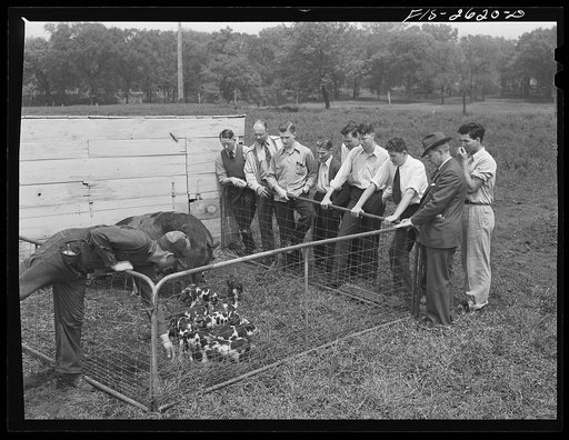 Untitled photo, possibly related to: A class in animal husbandry discussing a brood of Spotted Poland China pigs, at one of the animal husbandry farms at Iowa State College. Ames, Iowa
