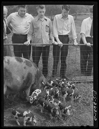 A class in animal husbandry discussing a brood of Spotted Poland China pigs, at one of the animal husbandry farms at Iowa State College. Ames, Iowa