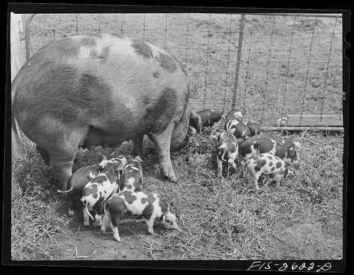 A brood of Spotted Poland China pigs at one of the animal husbandry farms at Iowa State College. Ames, Iowa