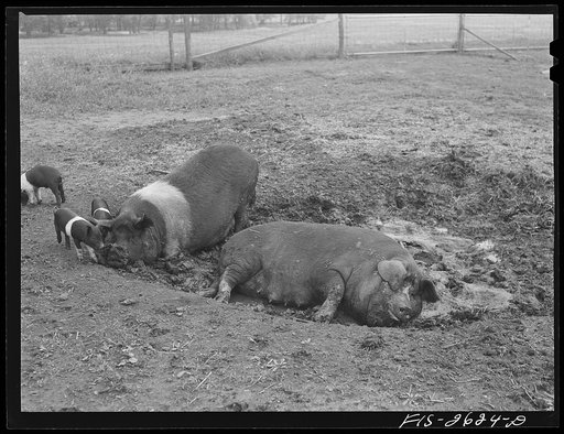 Berkshire hogs on one of the animal husbandry farms at Iowa State College. Ames, Iowa