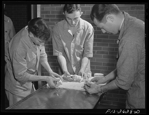 Feeding newborn bulldog pups at the veterinary school at Iowa State College. Ames, Iowa