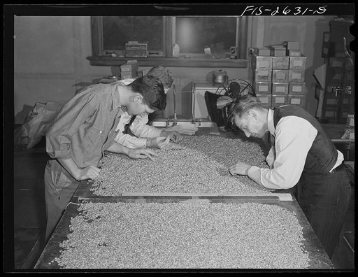 Checking hybrid corn samples in the farm crops laboratory in Agricultural Hall, Iowa State College. Ames, Iowa