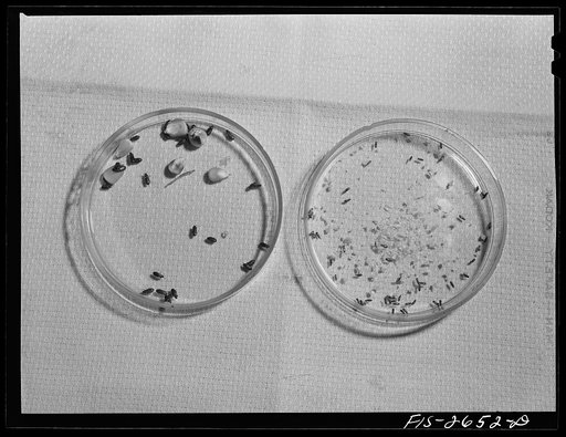 The Insectology Department at Iowa State is doing work on corn parasites. The two examples shown are, on the left: Cynaeus angustus. These insects feed on the whole grain. On the right: Tribolium castaneum, generally known as the red rust flour beetle. These feed on the ground corn. Iowa State Colle