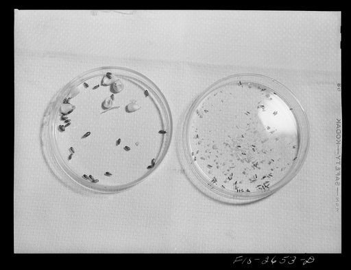 Untitled photo, possibly related to: The Insectology Department at Iowa State is doing work on corn parasites. The two examples shown are, on the left: Cynaeus angustus. These insects feed on the whole grain. On the right: Tribolium castaneum, generally known as the red rust flour beetle. These feed