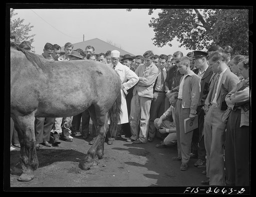 Class at the veterinary school at Iowa State College diagnosing illness of a horse brought in by a farmer, Ames, Iowa