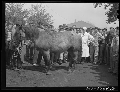 Class at the veterinary school at Iowa State College diagnosing illness of a horse brought in by a farmer, Ames, Iowa