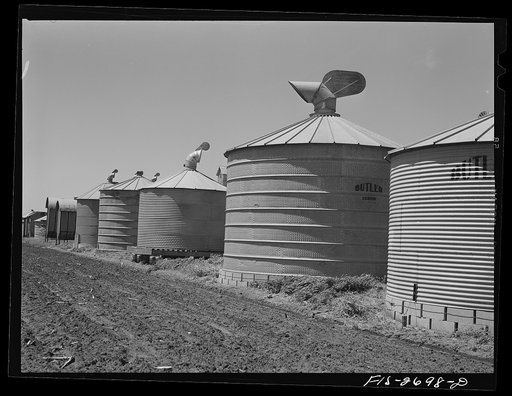 Storage barns on the agriculture engineering research farm used in investigations of storing corn. At Iowa State College. Ames, Iowa