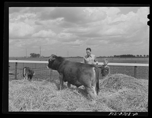 Youngest brother Tom takes Gene to see the new bull calf. Near Ames, Iowa