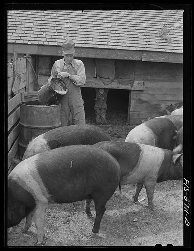 Gene helps feed the hogs. Near Ames, Iowa