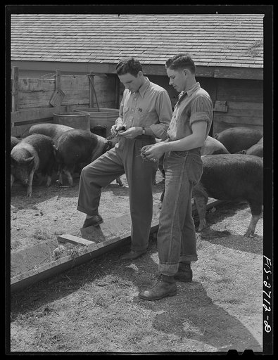 Gene and Francis discuss hogs, feed rations, and prices. Near Ames, Iowa