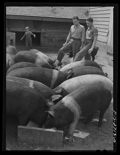 Untitled photo, possibly related to: Gene and Francis discuss hogs, feed rations, and prices. Near Ames, Iowa