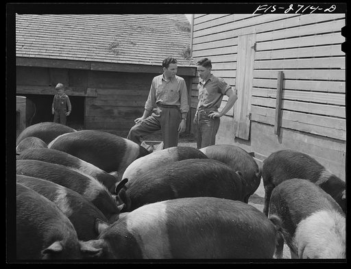 Gene and Francis discuss hogs, feed rations, and prices. Near Ames, Iowa