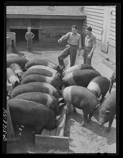 Gene and Francis discuss hogs, feed rations, and prices. Near Ames, Iowa