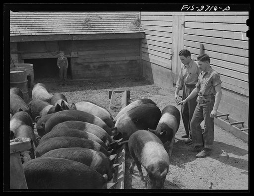 Untitled photo, possibly related to: Gene and Francis discuss hogs, feed rations, and prices. Near Ames, Iowa