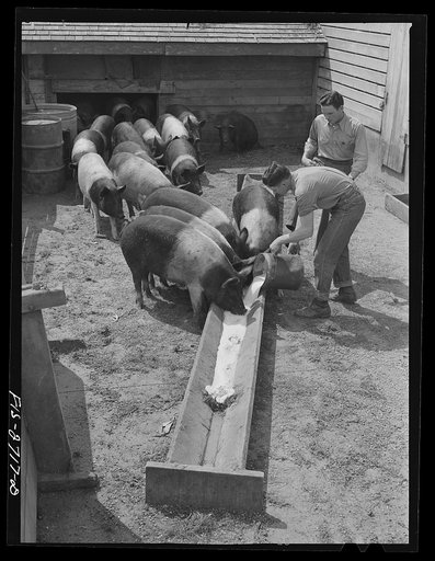 Gene looks on as brother Francis (sixteen) feeds the hogs. Near Ames, Iowa