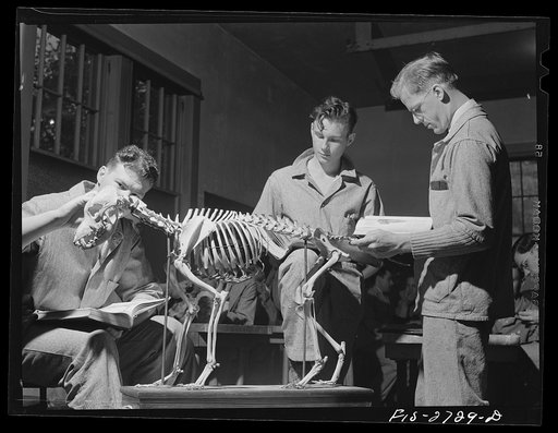 Students in anatomy class with skeleton of a dog. veterinary school at Iowa State College. Ames, Iowa