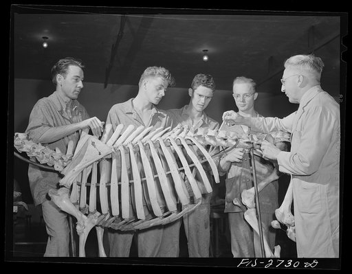 Anatomy lecture in veterinary school at Iowa State College. Ames, Iowa