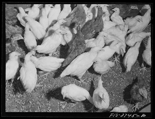 Young chickens at Iowa State College poultry farm. Ames, Iowa
