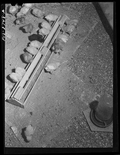 Young chicks at the poultry farm at Iowa State College. Ames, Iowa