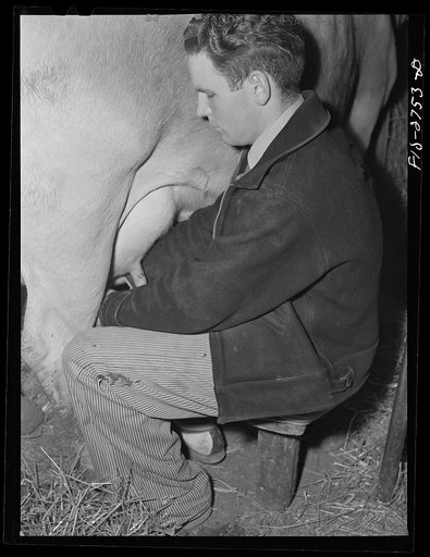 Gene helps milk the cows. Near Ames, Iowa