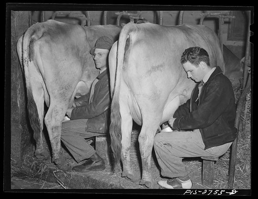 In his college shirt and shoes, Gene helps with the milking. Near Ames, Iowa