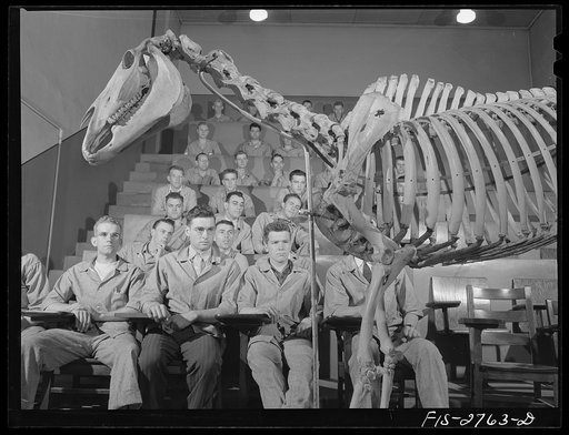 Untitled photo, possibly related to: Anatomy lecture in veterinary school at Iowa State College. Ames, Iowa