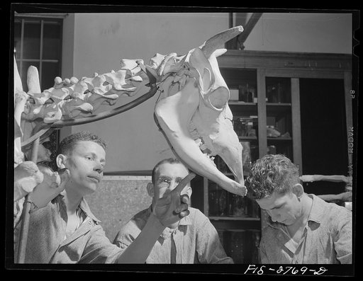 Studying skeleton of a cow in anatomy class at Iowa State College veterinary school. Ames, Iowa
