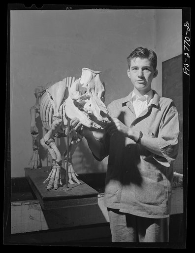Untitled photo, possibly related to: William Tietz, freshman in veterinary medicine discussing skeleton of a pig in anatomy class at Iowa State College. Ames, Iowa