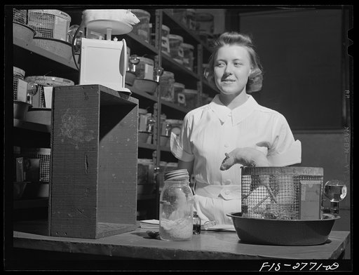 Untitled photo, possibly related to: Conducting diet and nutrition experiments on rats in the animal laboratory of the home economics department at Iowa State College. Ames, Iowa