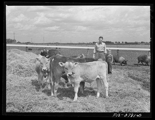 Ames, Iowa (vicinity). Tom takes Gene, his brother, who is a student at Iowa State College, to see the new bull calf