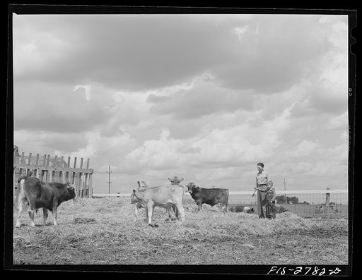 Youngest brother, Tom, takes Gene to see the new bull calf. Vicinity of Ames, Iowa