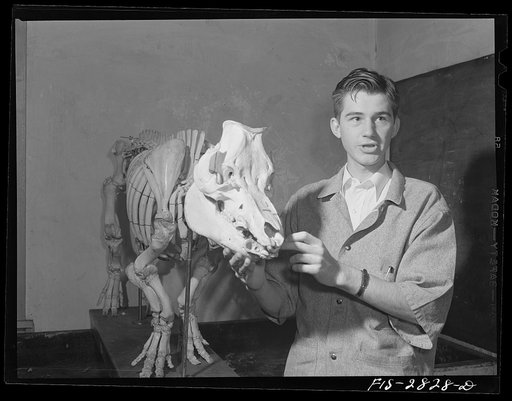 William Tietz, freshman in veterinary medicine discussing skeleton of a pig in anatomy class at Iowa State College. Ames, Iowa